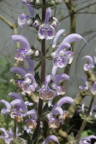 Salvia moorcroftiana hybr. ('Shangri-La')