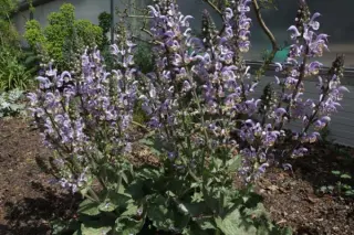 Salvia moorcroftiana hybr. ('Shangri-La')
