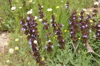 Salvia multicaulis