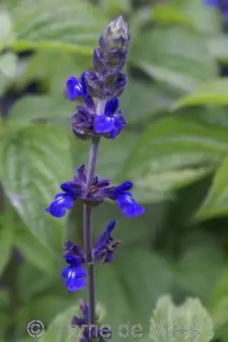 Salvia 'My Spires' (Mystic)
