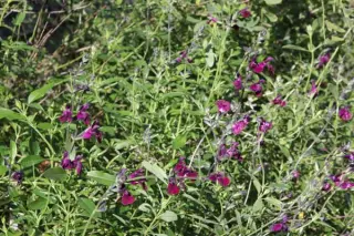 Salvia 'Nachtvlinder'