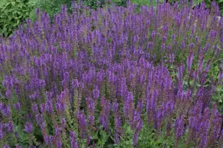 Salvia nemorosa 'A Little Bit'