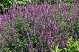 Salvia nemorosa 'Amethyst'
