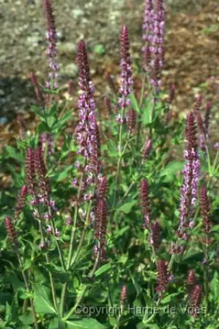 Salvia nemorosa 'Amethyst'