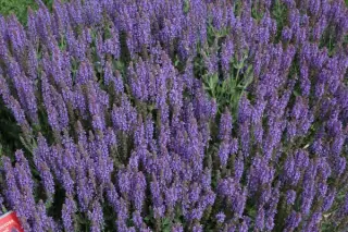 Salvia nemorosa 'Blauhügel'