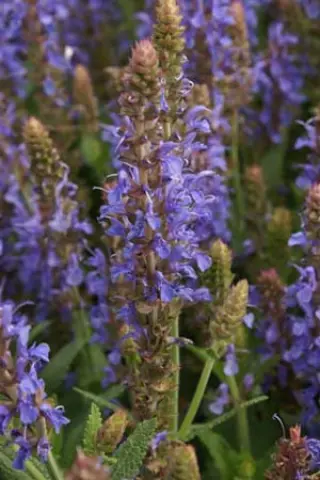 Salvia nemorosa 'Blauhügel'