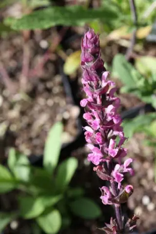 Salvia nemorosa 'Caradonna Pink'