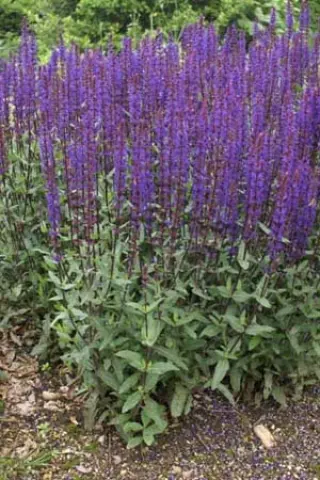 Salvia nemorosa 'Caradonna'