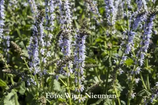 Salvia nemorosa 'Crystal Blue'