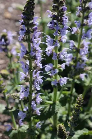Salvia nemorosa 'Crystal Blue'