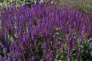 Salvia nemorosa 'Jan Spruyt'