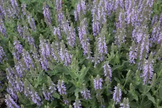 Salvia nemorosa 'Maihimmel' (Heaven In Blue)