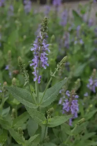 Salvia nemorosa 'Maihimmel' (Heaven In Blue)