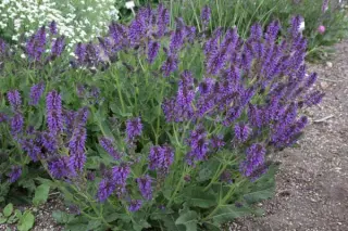 Salvia nemorosa 'Mainacht'