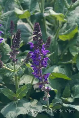 Salvia nemorosa 'Mainacht'