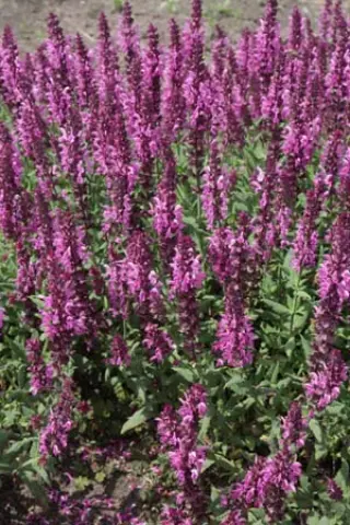 Salvia nemorosa 'Pink Friesland'
