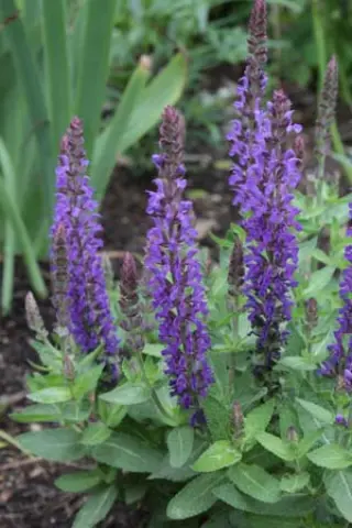 Salvia nemorosa 'Rianne'