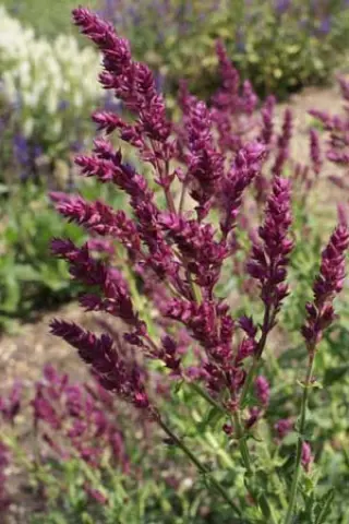 Salvia nemorosa 'Schwellenburg'