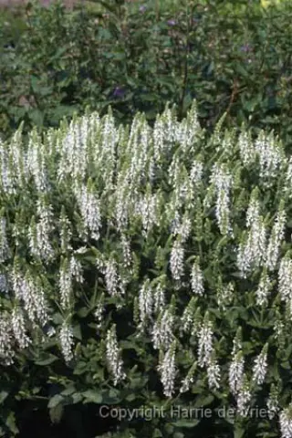 Salvia nemorosa 'Schneehügel'