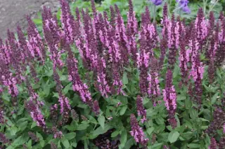 Salvia nemorosa 'Sensat. Deep Rose'
