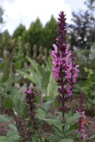Salvia nemorosa 'Sensat. Deep Rose'
