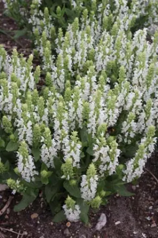 Salvia nemorosa 'Sensation White'