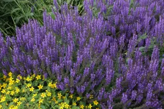 Salvia nemorosa 'Viola Klose'