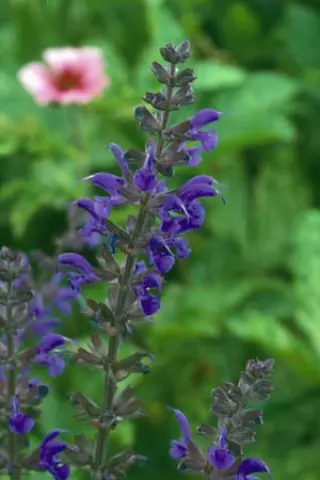 Salvia nemorosa 'Viola Klose'