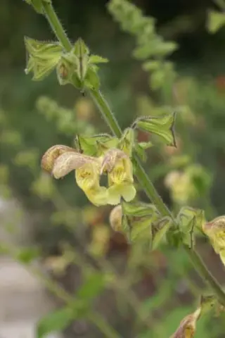 Salvia nubicola
