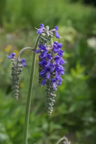 Salvia nutans