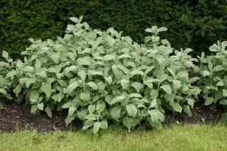 Salvia officinalis 'Crispa'