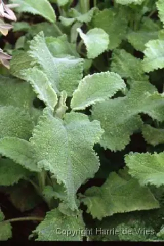 Salvia officinalis 'Crispa'