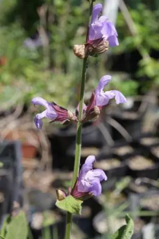 Salvia officinalis 'Extrakta'
