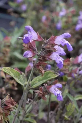 Salvia officinalis 'Growers Friend'