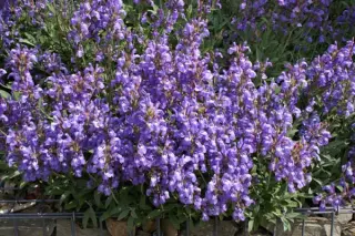 Salvia officinalis 'Grete Stölze'
