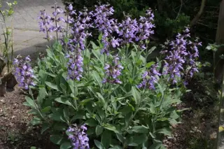 Salvia officinalis 'Mittenwald'
