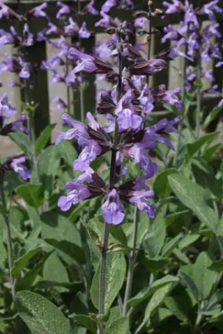 Salvia officinalis 'Mittenwald'