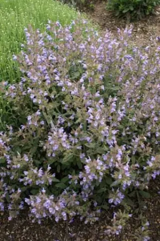 Salvia officinalis 'Nazareth'
