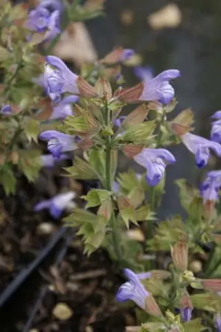 Salvia officinalis 'Nazareth'