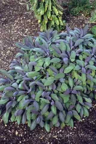 Salvia officinalis 'Robin Hill'