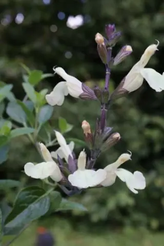 Salvia 'Peach Parfait'