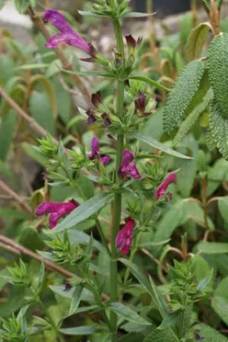 Salvia penstemonoides