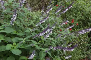 Salvia 'Phyllis Fancy'