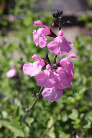 Salvia 'Pink Dream'