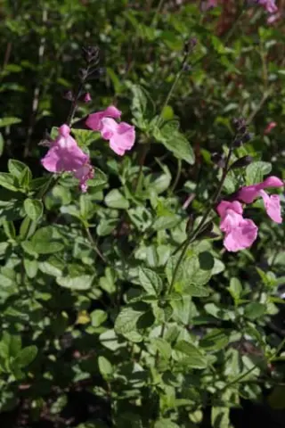 Salvia 'Pink Dream'