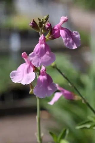 Salvia 'Playa Rosa'