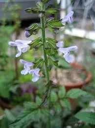 Salvia plectranthoides