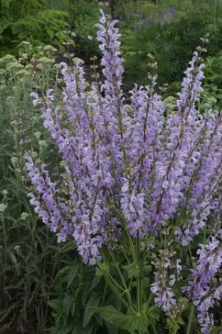 Salvia pratensis ssp. haematodes