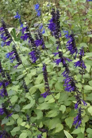 Salvia 'Purple Majesty'