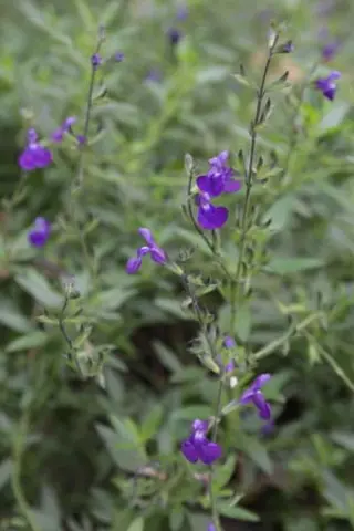Salvia 'Purple Queen'